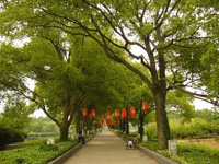 永安公园文化广场景观绿化